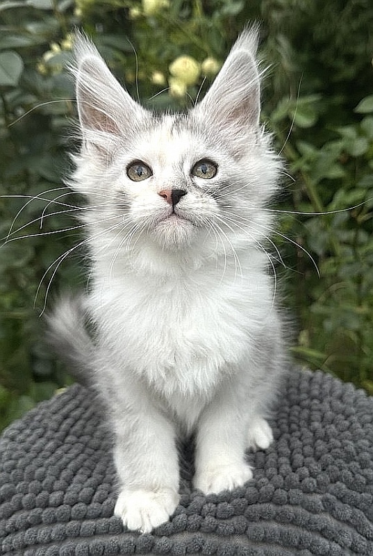 Henrietta Akbars - Kitten maine-coon 2 months 0.5 weeks