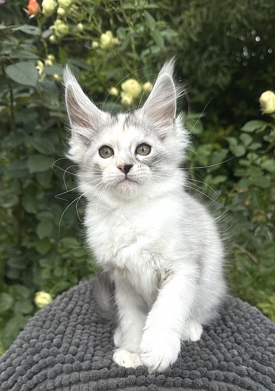 Henrietta Akbars - Kitten maine-coon 2 months 0.5 weeks