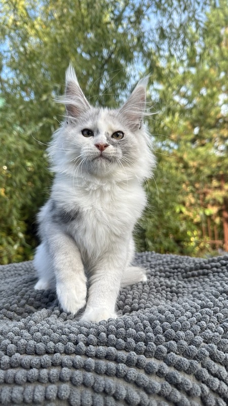 Henrietta Akbars - Kitten maine-coon 2 months 3.5 weeks