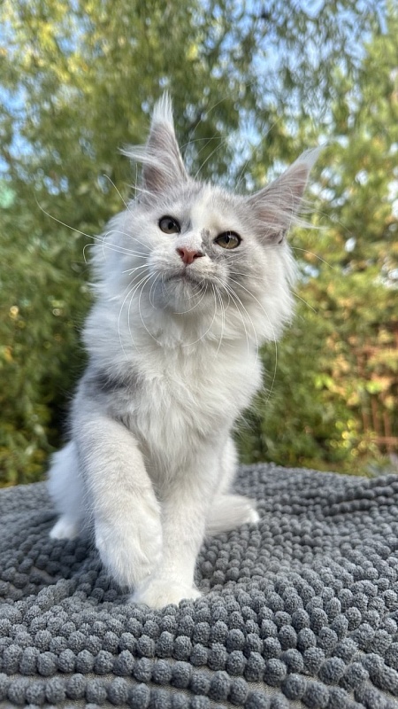 Henrietta Akbars - Kitten maine-coon 2 months 3.5 weeks