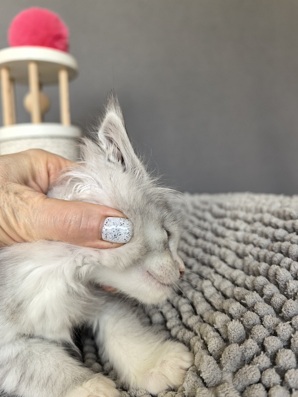 Henrietta Akbars - Kitten maine-coon 1 month 4 weeks