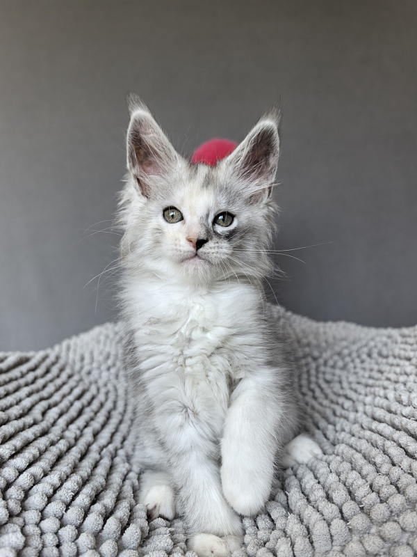 Henrietta Akbars - Kitten maine-coon 1 month 4 weeks
