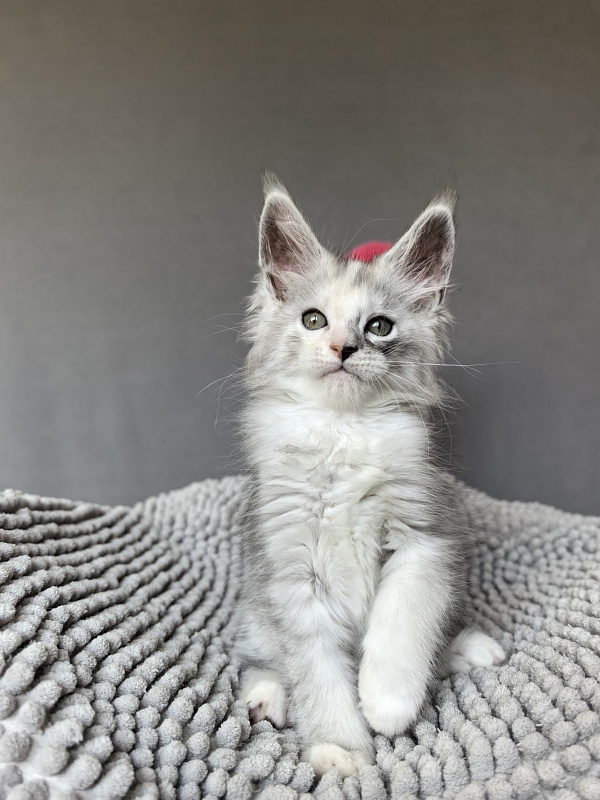 Henrietta Akbars - Kitten maine-coon 1 month 4 weeks