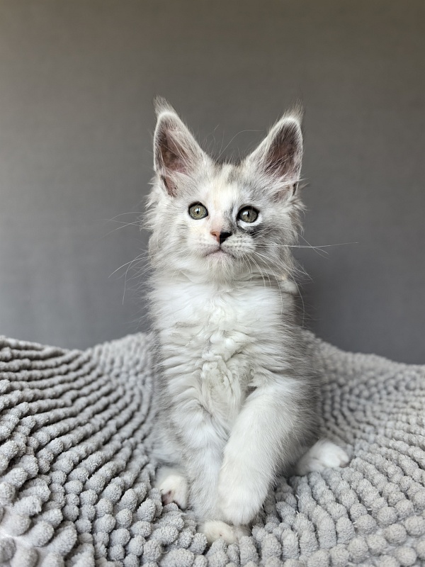 Henrietta Akbars - Kitten maine-coon 1 month 4 weeks