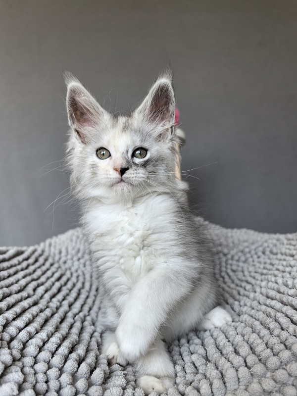 Henrietta Akbars - Kitten maine-coon 1 month 4 weeks