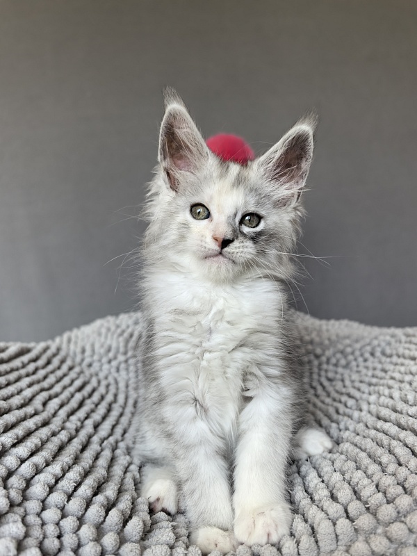 Henrietta Akbars - Kitten maine-coon 1 month 4 weeks