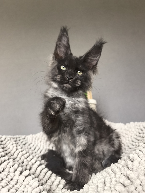 Hawkeye  Akbars - Kitten maine-coon 2 months 2 weeks