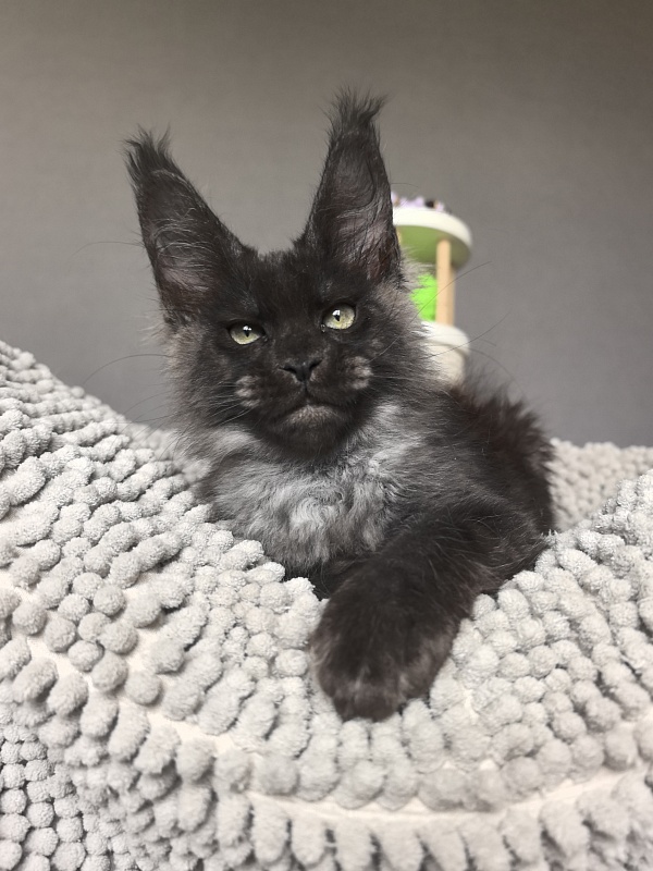 Hawkeye  Akbars - Kitten maine-coon 2 months 2 weeks