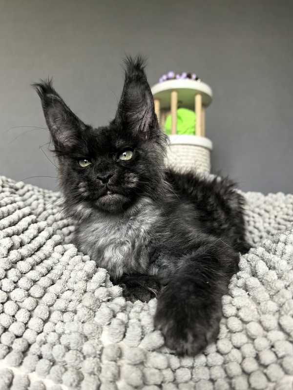 Hawkeye  Akbars - Kitten maine-coon 2 months 2 weeks