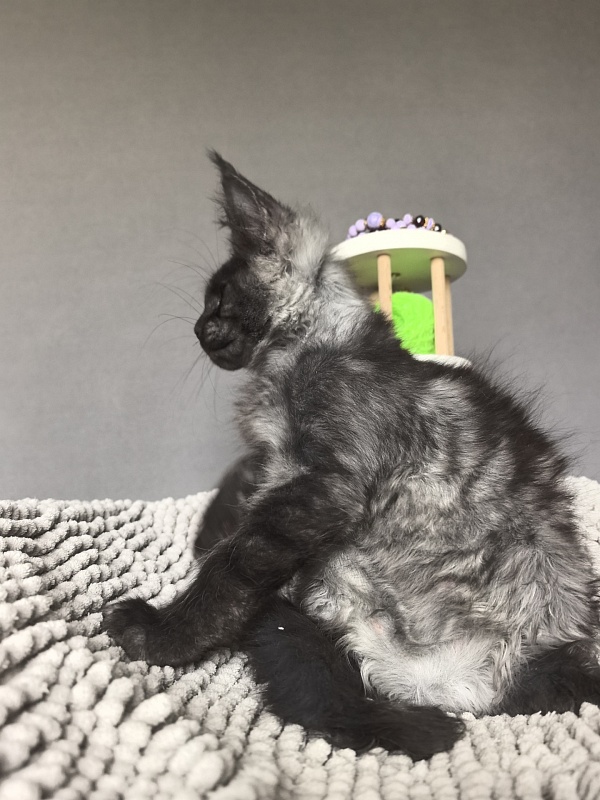 Hawkeye  Akbars - Kitten maine-coon 2 months 2 weeks