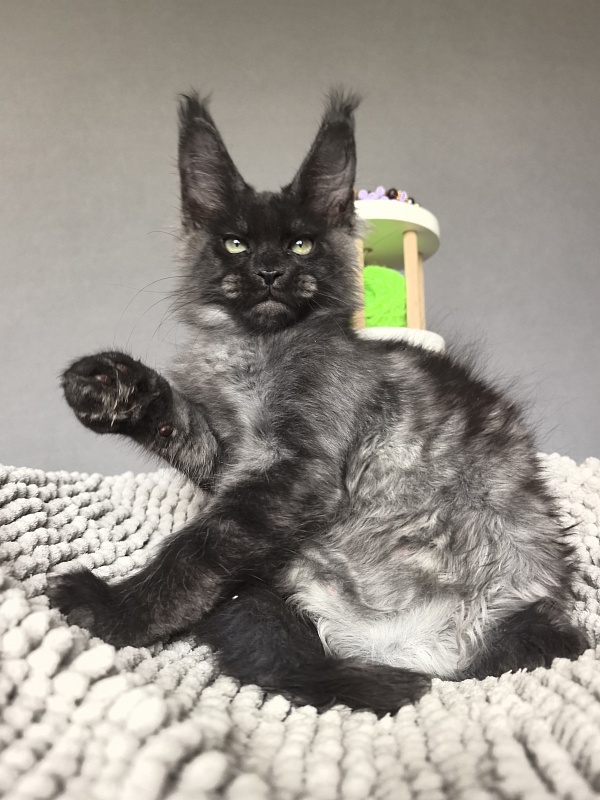 Hawkeye  Akbars - Kitten maine-coon 2 months 2 weeks