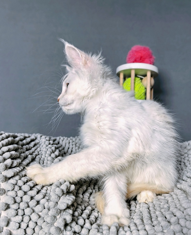Haleya Akbars - Kitten maine-coon 2 months 2.5 weeks