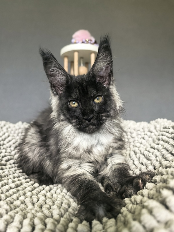 Gwen lady Akbars - Kitten maine-coon 2 months 1.5 week
