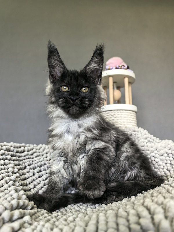 Gwen lady Akbars - Kitten maine-coon 2 months 1.5 week