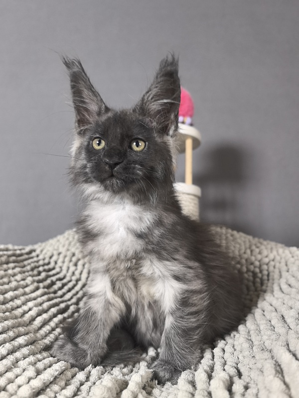 Gwen lady Akbars - Kitten maine-coon 2 months 0.5 weeks