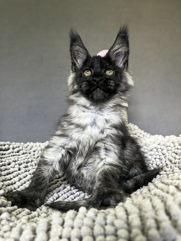 Gwen lady Akbars - Kitten maine-coon 2 months 1.5 week