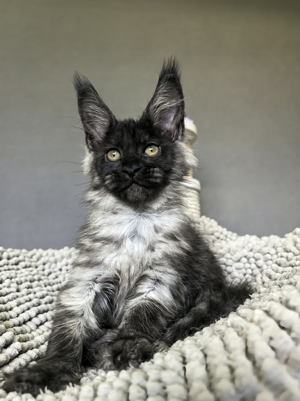 Gwen lady Akbars - Kitten maine-coon 2 months 1.5 week
