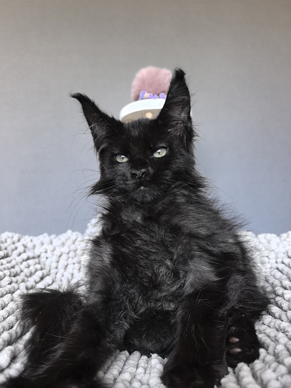 Elmo lee  Akbars (polydactyl) PET - Kitten maine-coon 2 months 1.5 week