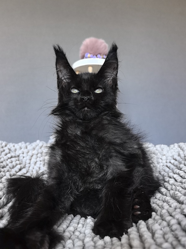 Elmo lee  Akbars (polydactyl) PET - Kitten maine-coon 2 months 1.5 week