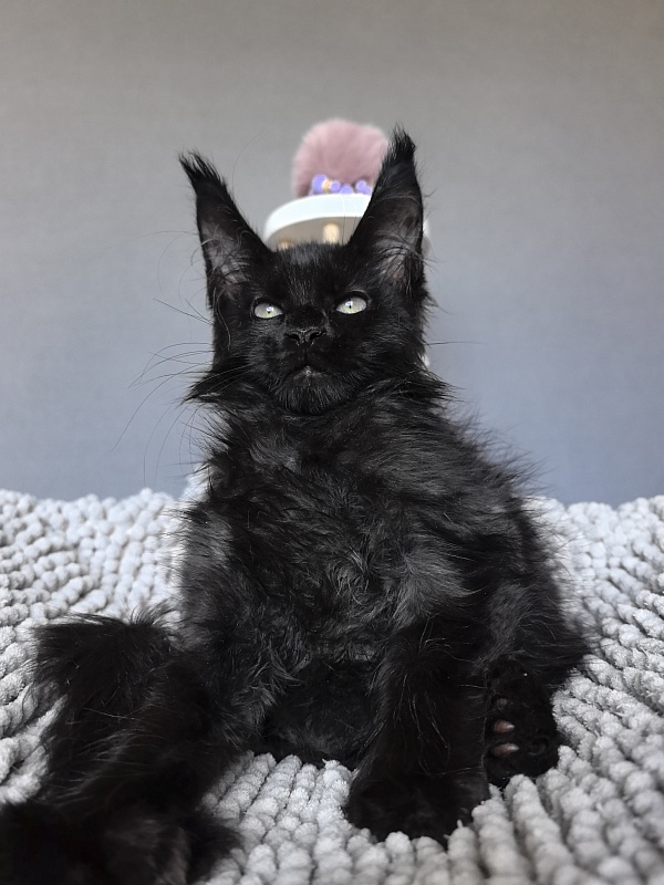 Elmo lee  Akbars (polydactyl) PET - Kitten maine-coon 2 months 1.5 week