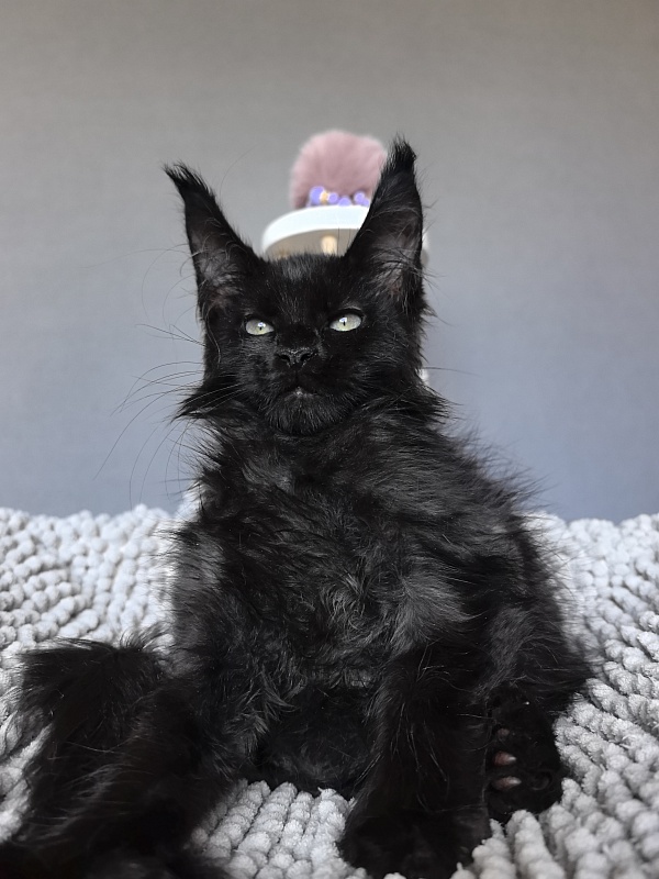 Elmo lee  Akbars (polydactyl) PET - Kitten maine-coon 2 months 1.5 week