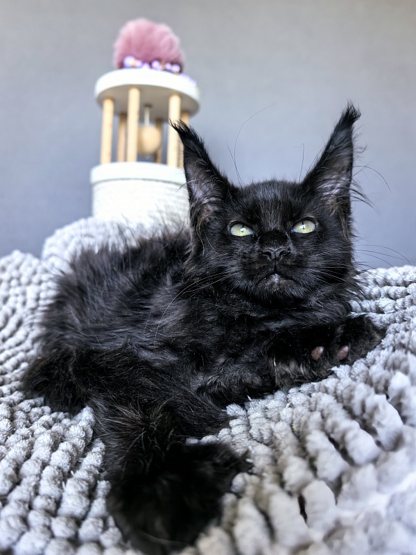 Elmo lee  Akbars (polydactyl) PET - Kitten maine-coon 2 months 1.5 week