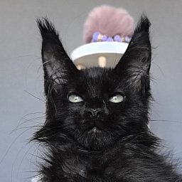 Elmo lee  Akbars (polydactyl) PET