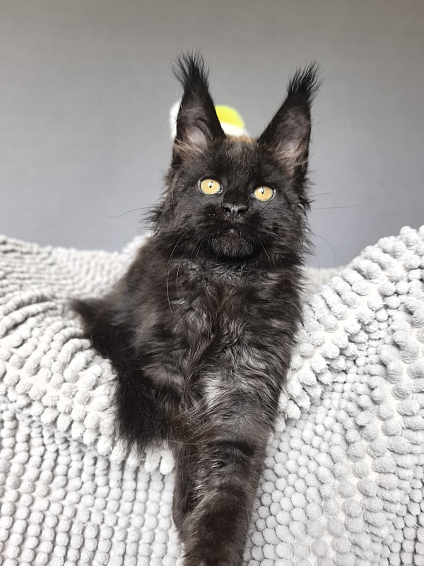 Jamaica Star  Akbars - Kitten maine-coon 2 months 3 weeks