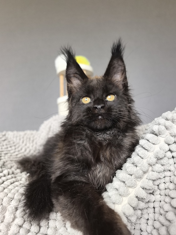 Jamaica Star  Akbars - Kitten maine-coon 2 months 3 weeks