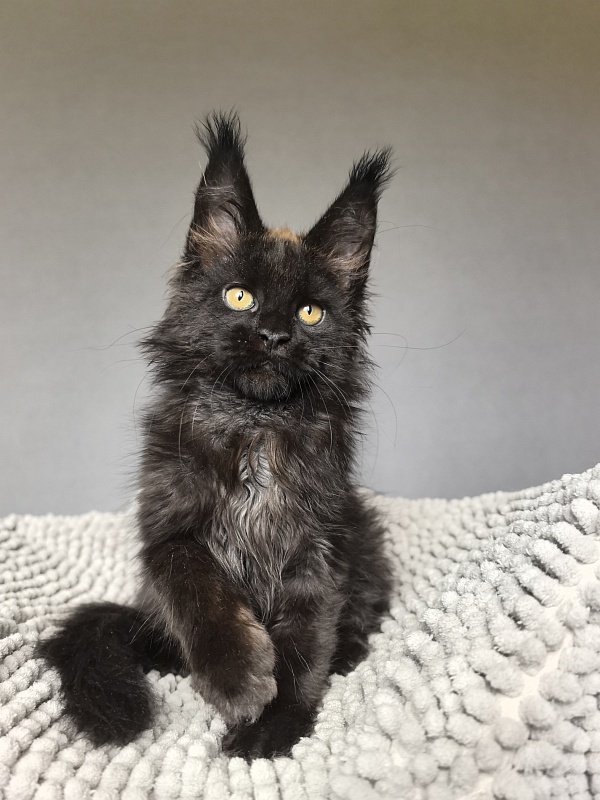 Jamaica Star  Akbars - Kitten maine-coon 2 months 3 weeks