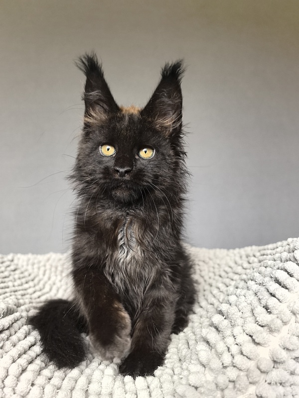Jamaica Star  Akbars - Kitten maine-coon 2 months 3 weeks