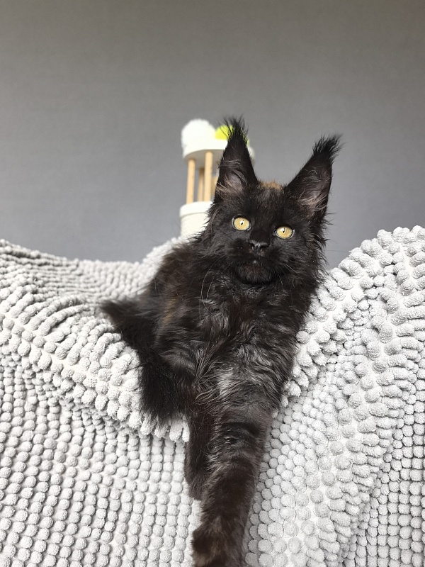 Jamaica Star  Akbars - Kitten maine-coon 2 months 3 weeks