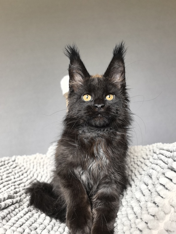 Jamaica Star  Akbars - Kitten maine-coon 2 months 3 weeks