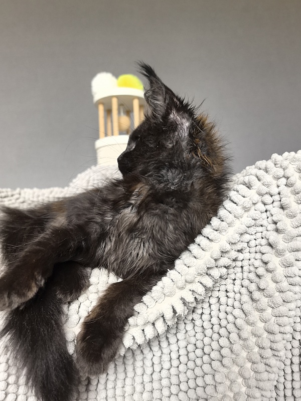 Jamaica Star  Akbars - Kitten maine-coon 2 months 3 weeks