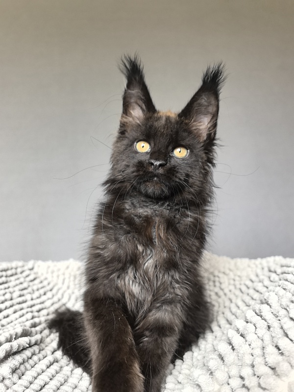 Jamaica Star  Akbars - Kitten maine-coon 2 months 3 weeks