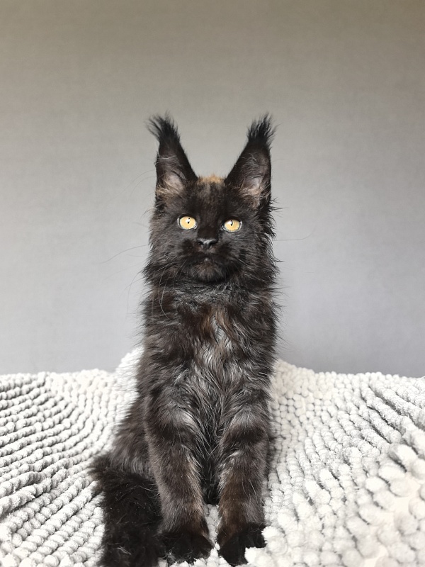 Jamaica Star  Akbars - Kitten maine-coon 2 months 3 weeks