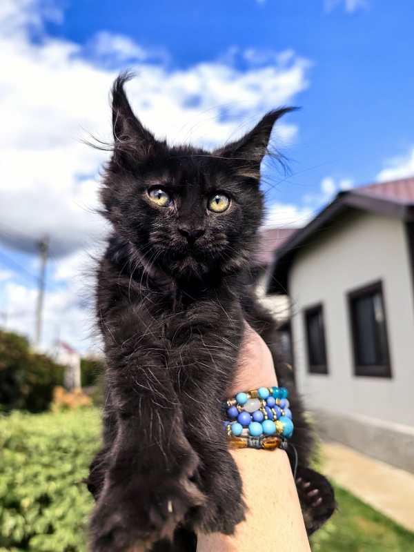 L*Begemot Akbars (polydactyl) - Kitten maine-coon 2 months 2 weeks