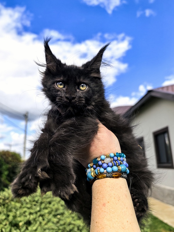 L*Begemot Akbars (polydactyl) - Kitten maine-coon 2 months 2 weeks