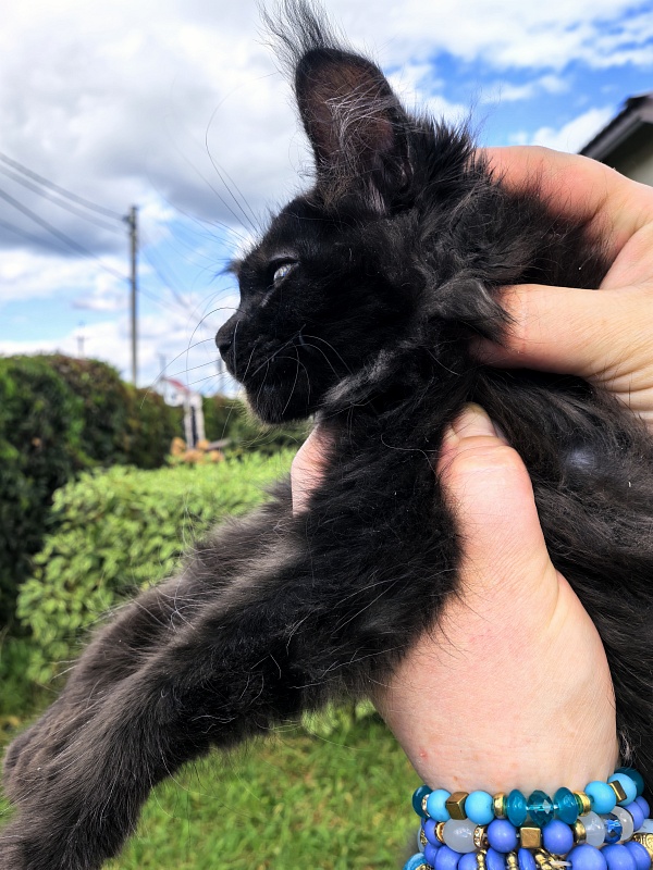 L*Begemot Akbars (polydactyl) - Kitten maine-coon 2 months 2 weeks