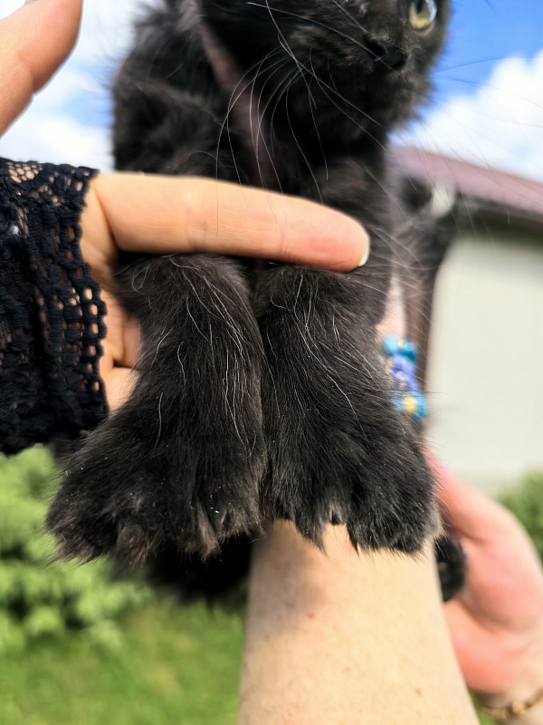 L*Begemot Akbars (polydactyl) - Kitten maine-coon 2 months 2 weeks