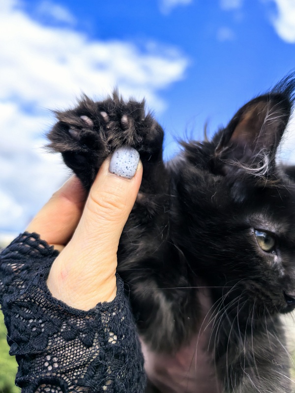 L*Begemot Akbars (polydactyl) - Kitten maine-coon 2 months 2 weeks