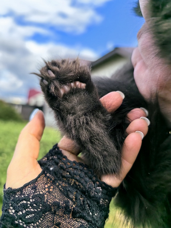 L*Begemot Akbars (polydactyl) - Kitten maine-coon 2 months 2 weeks