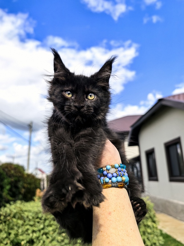 L*Begemot Akbars (polydactyl) - Kitten maine-coon 2 months 2 weeks