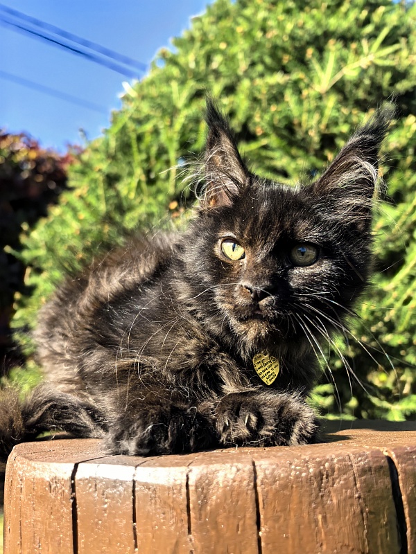 L*Begemot Akbars (polydactyl) - Kitten maine-coon 2 months 4 weeks