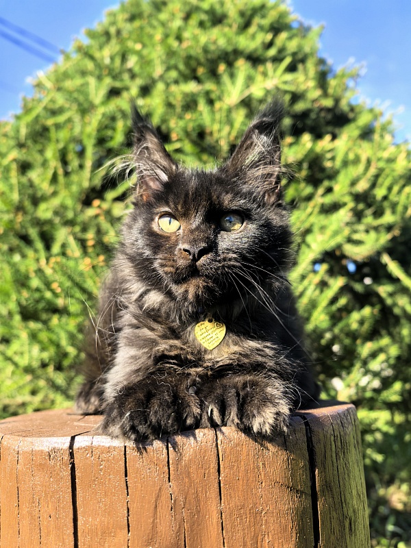 L*Begemot Akbars (polydactyl) - Kitten maine-coon 2 months 4 weeks