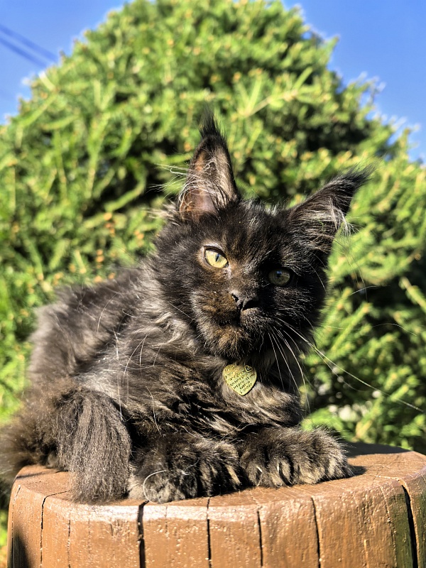 L*Begemot Akbars (polydactyl) - Kitten maine-coon 2 months 4 weeks