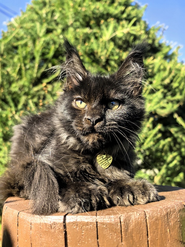 L*Begemot Akbars (polydactyl) - Kitten maine-coon 2 months 4 weeks