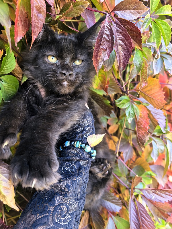 L*Begemot Akbars (polydactyl) - Kitten maine-coon 2 months 4 weeks