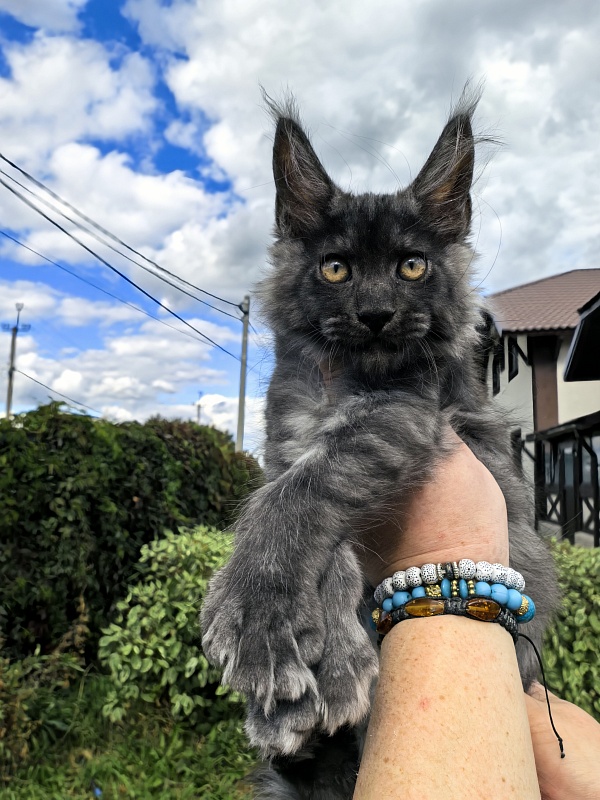 Light Fluff Akbars (polydactul) Pet - Kitten maine-coon 2 months 2 weeks