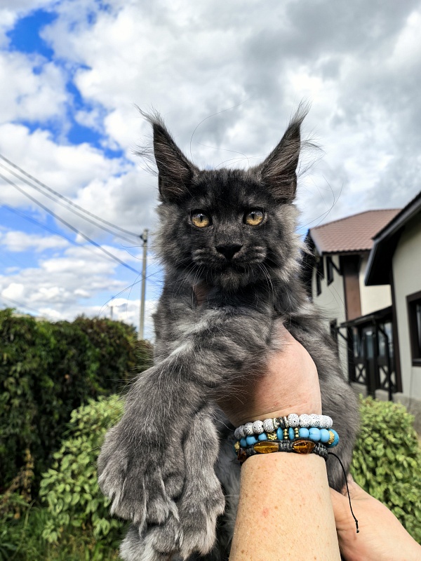 Light Fluff Akbars (polydactul) Pet - Kitten maine-coon 2 months 2 weeks